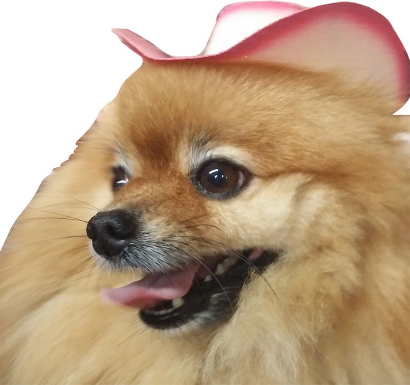 canada usa international quality comfort style fit guaranteed modestone western country straw cowboy hat traditional classic bangora line dancing horse riding equestrian rodeo tack dude ranch belts buckles embroidered shirts accessories distributor wholesale retail 